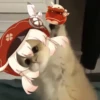 Tiny genshin cats 12