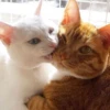Gatitos 💖C☆ 7