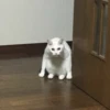 Cats mood 15