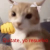 😂Gatitos Cura Depresión🙀 6