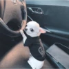 Chihuahua 8