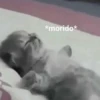 Gatitos Shitposting 2 8