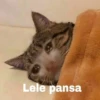Lele pansa GeysiOy