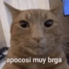 apocosi muy brga