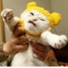 Cats mood 16