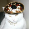 Mariachi Cats🤠😺✨ 8