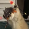 Tiny genshin cats 13