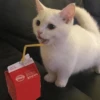Sabés que te falta? estos🐱 14