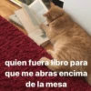 😂Gatitos Cura Depresión🙀 7