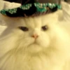 Mariachi Cats🤠😺✨ 9
