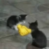Gatos 🐱🫶🏻 14