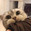 Gatitos 💖C☆ 9