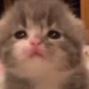 🥺🐱Michitos tiernos🐱🥺 6