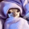 Chihuahua 11