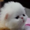 🥺🐱Michitos tiernos🐱🥺 7