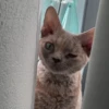 Cats mood 18