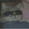 Cats mood 19