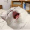 Cats mood 20