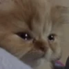 🥺🐱Michitos tiernos🐱🥺 8