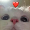 ❤️ Buenos días Amor 🥰Bza 15