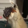 Tiny genshin cats 19