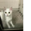 Cats mood 21