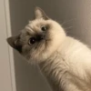 Sabés que te falta? estos🐱 16