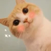 Meow (@Pro100Artem) — @stckrRobot 18