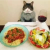 Gatos & Food 💖C☆ 23