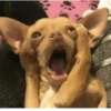 Chihuahua 12