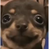 Chihuahua 13