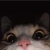 Sabés que te falta? estos🐱 19