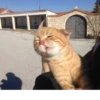 Cats mood 22