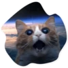 Meow (@Pro100Artem) — @stckrRobot 19