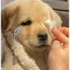 Perritos tiernos 3 💘🐶🤭 11