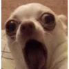 Chihuahua 14