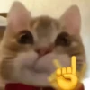 Gatos 🐱🫶🏻 18