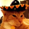 Mariachi Cats🤠😺✨ 12