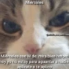 Gatitos Shitposting 2 10