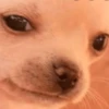 MEME PERRITO 10