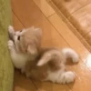 🥺🐱Michitos tiernos🐱🥺 9