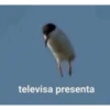 Mix de memes 😛🤪😎 16