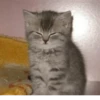 Cats mood 23