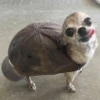 Chihuahua 15