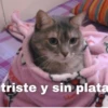 😂Gatitos Cura Depresión🙀 10