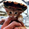 Mariachi Cats🤠😺✨ 13