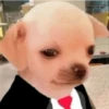 MEME PERRITO 11