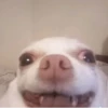 Chihuahua 16