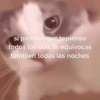 Gatitos Shitposting 2 11