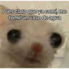 😂Gatitos Cura Depresión🙀 11